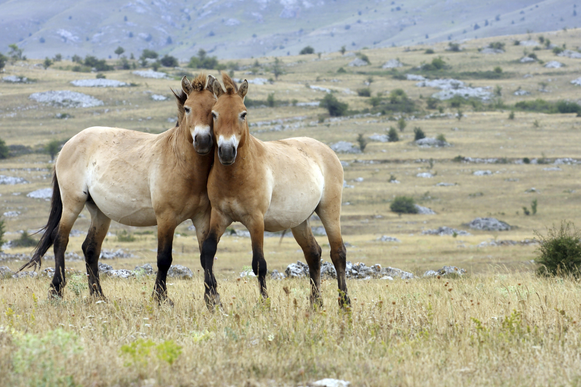 Two Brown Horses Together On A Field