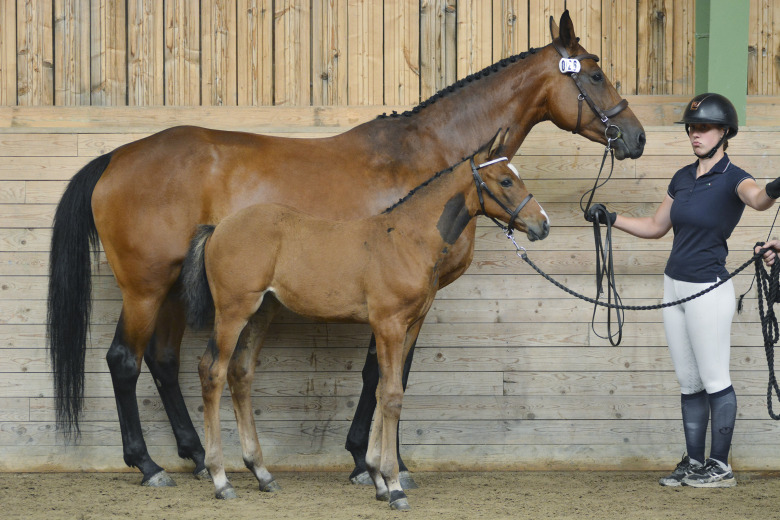 Trippel i topp bland hoppföl i Örebro