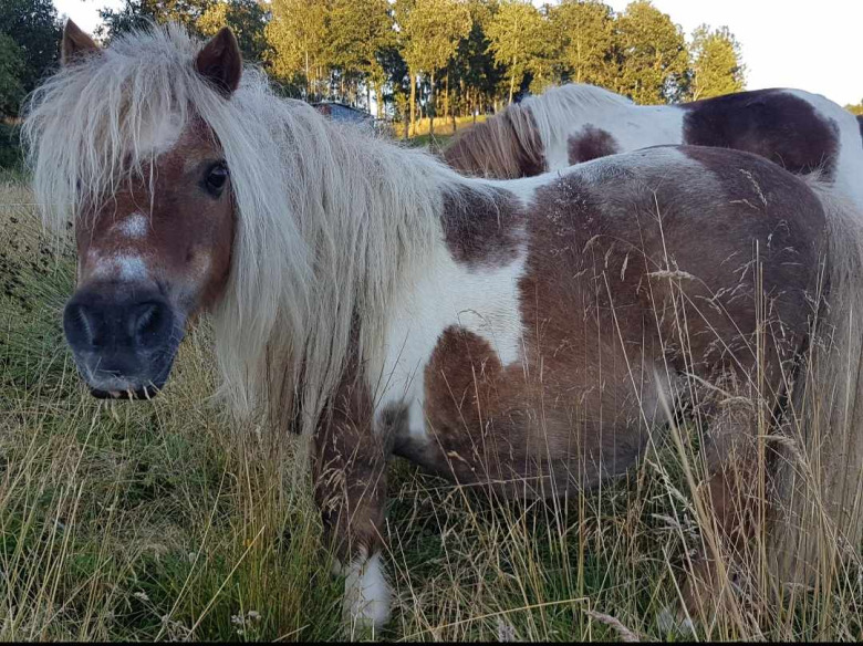 Minishettis spårlöst försvunnen: ”En mardröm”