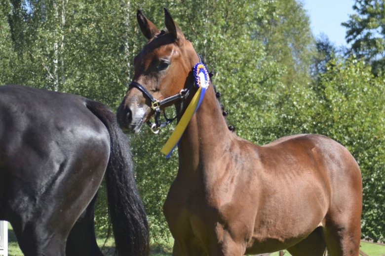 90,6 procent till dressyrföl i Halland