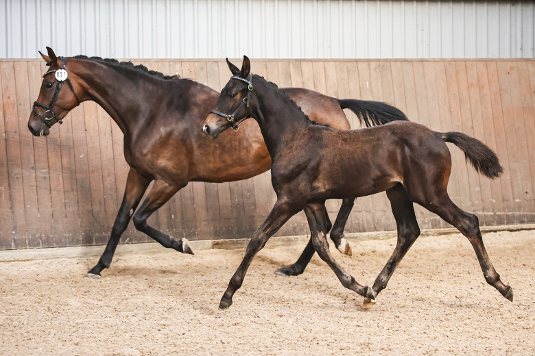 King Olymbrio-son högt bedömd i Nordvästra Skåne
