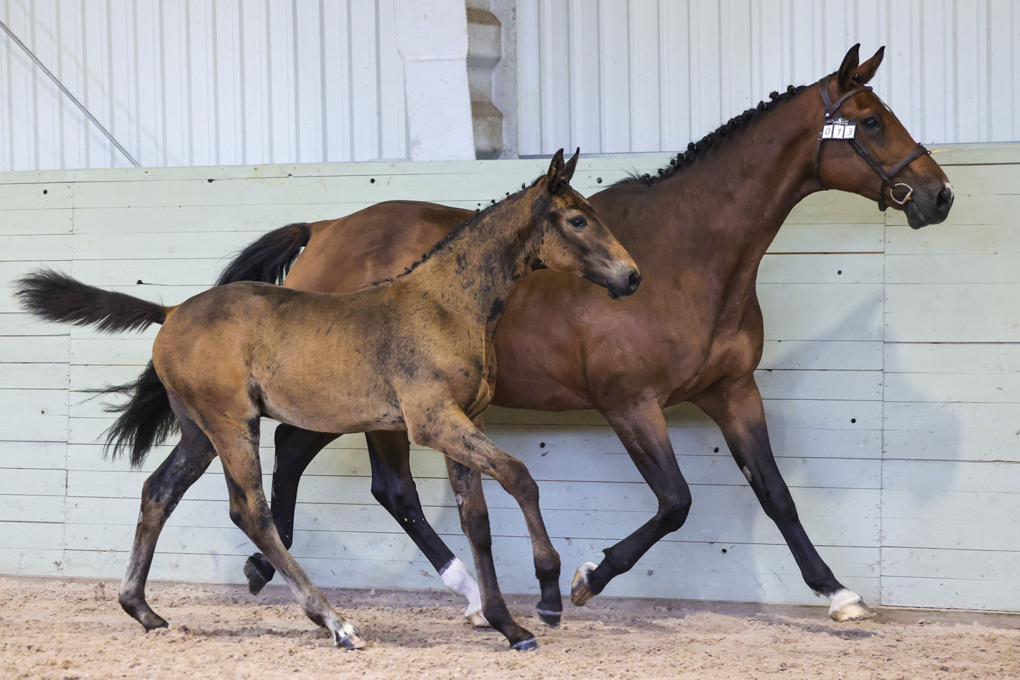 F&ouml;l E Teglovnens Zir-oculus U Donna Sheila- 6320