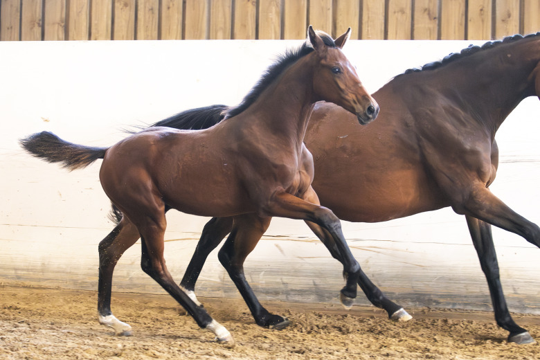 Hoppfölen flest och bäst i Norra Skåne