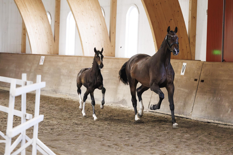 Årets fölbedömningar har startat!