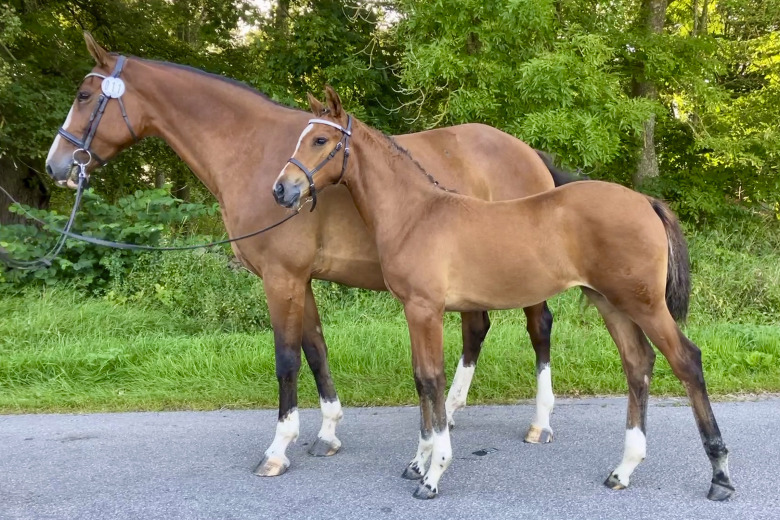 Balou du Rouet-ättling högt bedömd i Södra Kalmar