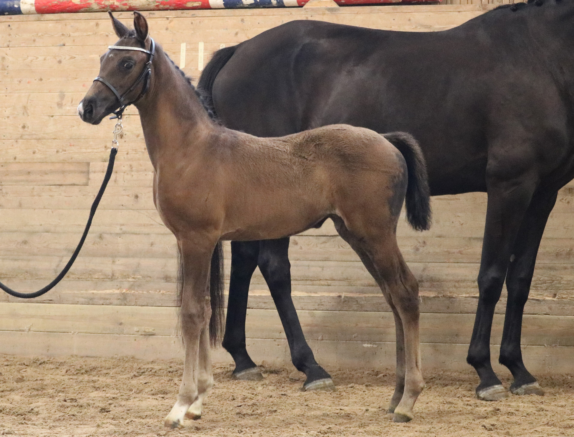 F&ouml;lbed&ouml;mning Swb Wermland 2024 Foto: Ulrika Jacobs