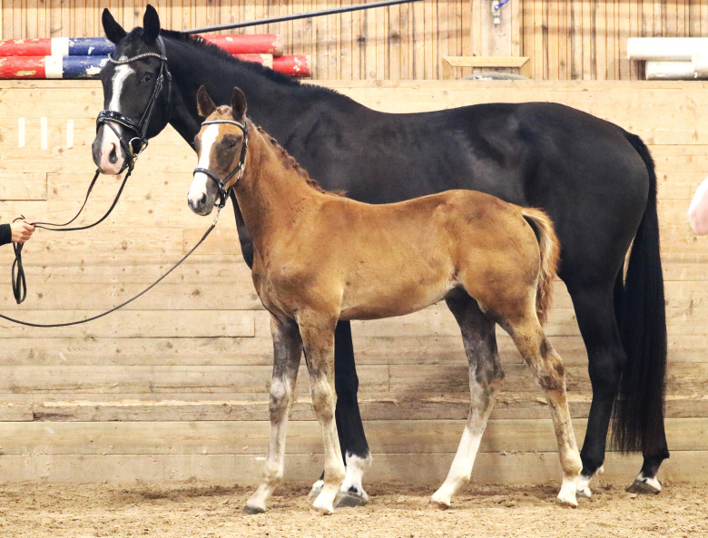 Obnoxious bäst i Värmland – trots namnet