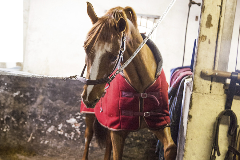 Etologen: ”Backa om hästen blir stressad”