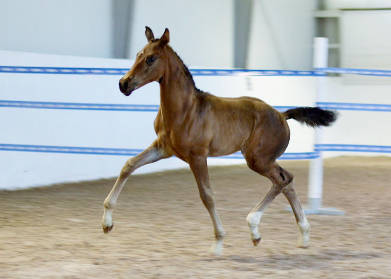 Devin Franco GJ-dotter högst bedömd i Södermanland