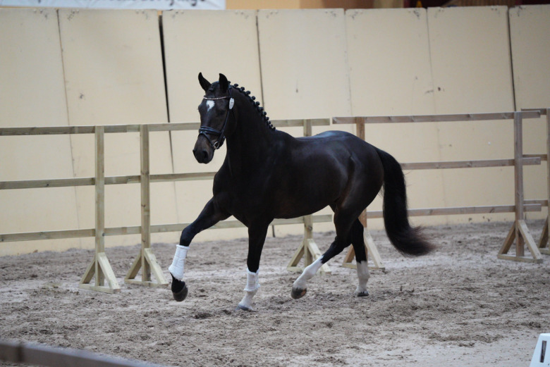 Fonzie är den mest lovande treåringen