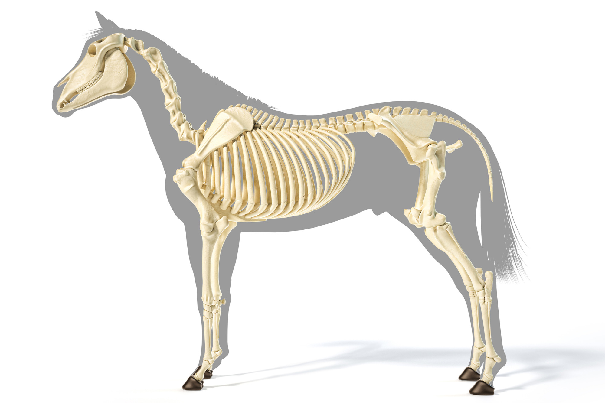 Horse Anatomy. Skeletal System Over Grey Silhouette.