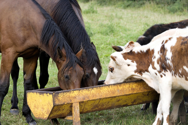 LRF-ordföranden: ”Hästverksamhet måste inkluderas bättre”