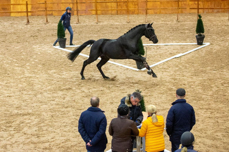 Dags för Breeders Trophy i dressyr