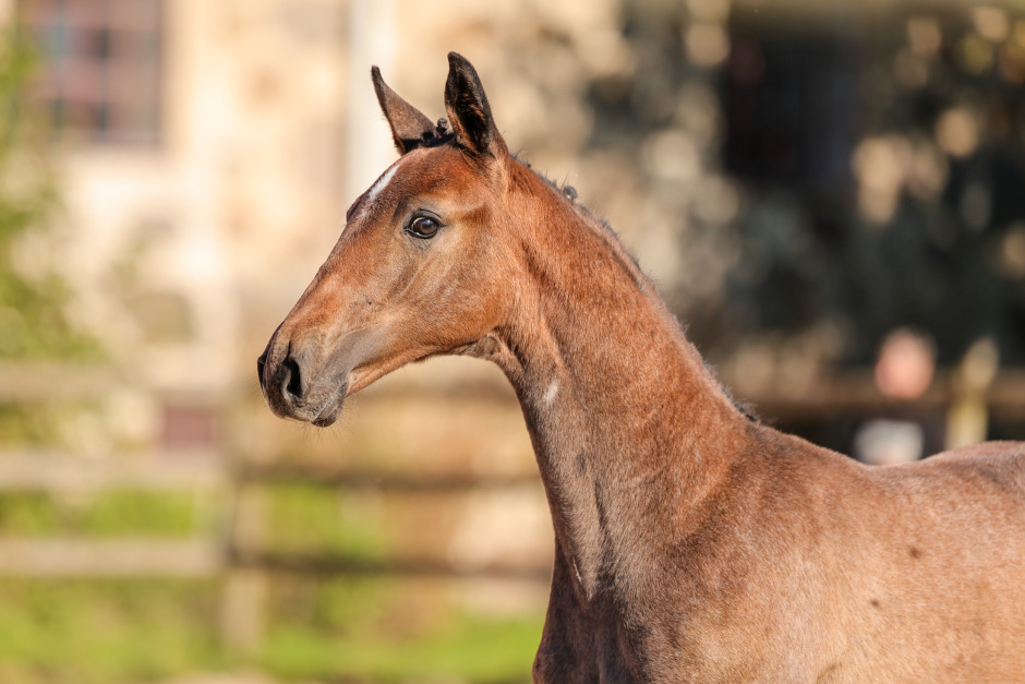 Ridsport Play: Häng med när hoppfölen visas