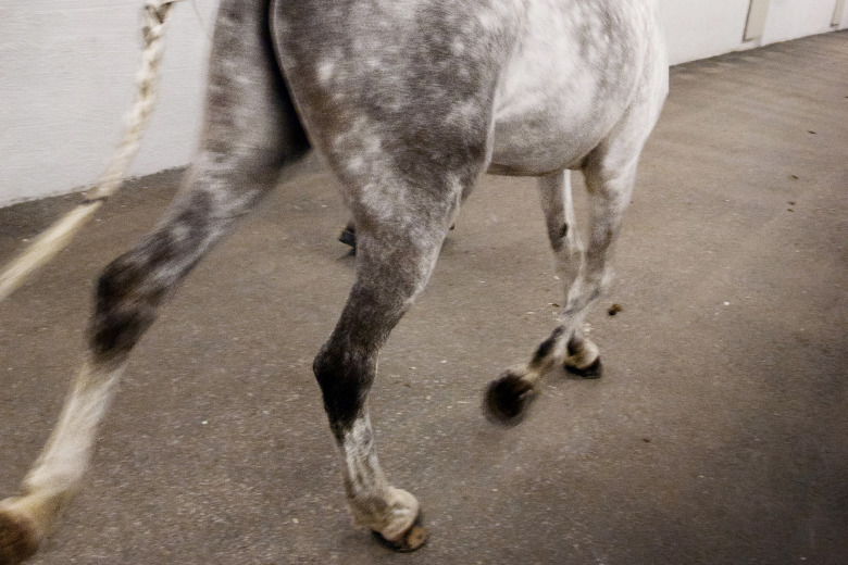 Forskningssvepet: Hälften av hästägarna ser inte hältan