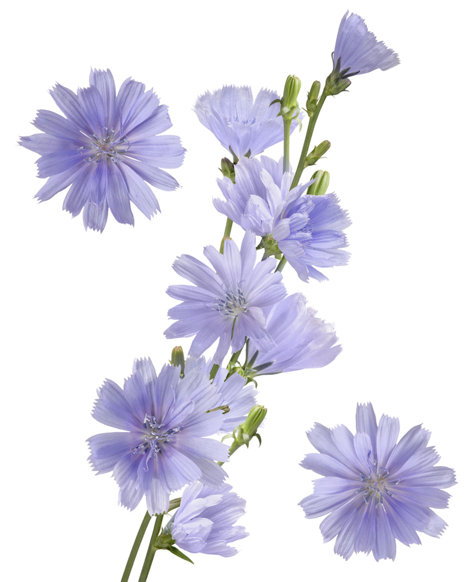 Chicory Coffeeweed Flower Bouquet On Stem Isolated On White Background