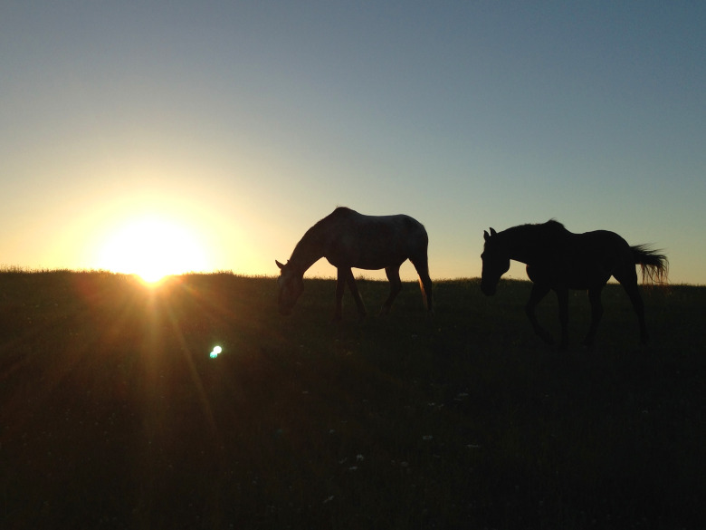 Två hästar skjutna av vildsvinsjägare