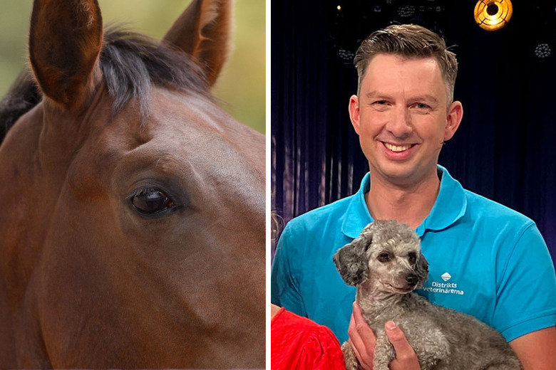 SVT-veterinären: ”Är hästar det sista djurslaget vi får slå?”