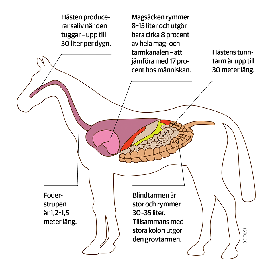 Magsystemet
