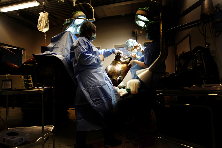 Veterinärjour utreds ännu en gång