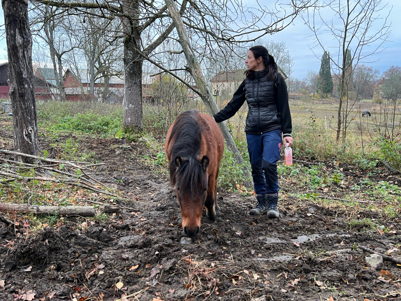 Jägaren som sköt ponnyer får betala