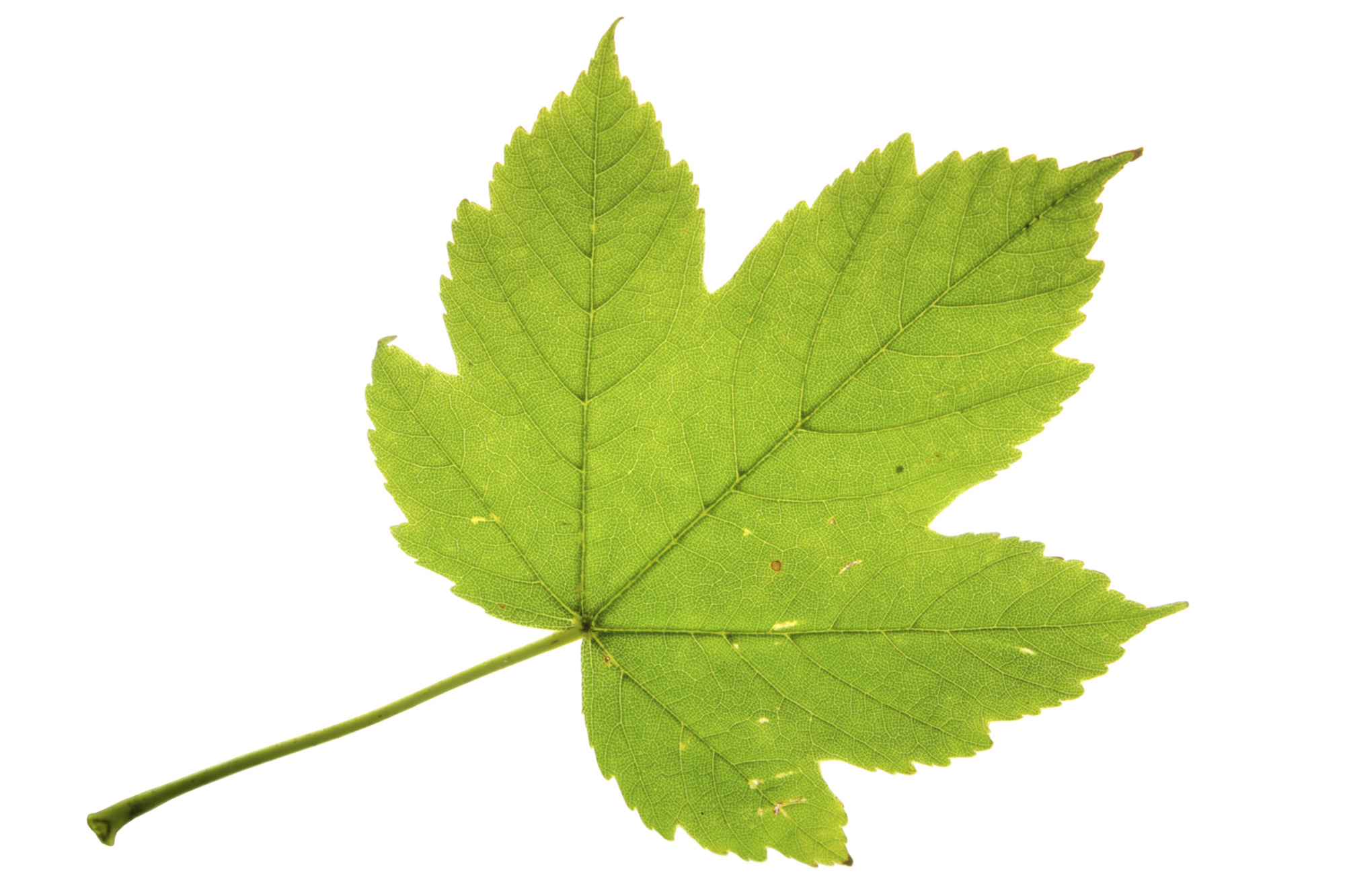 Sycamore Maple Leaf Isolated On White