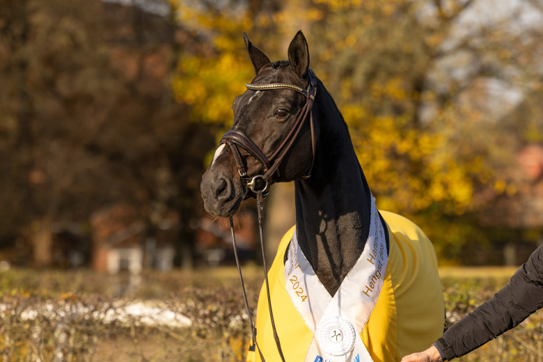 Lövstas hingst får Hannoveranerförbundets högsta utmärkelse