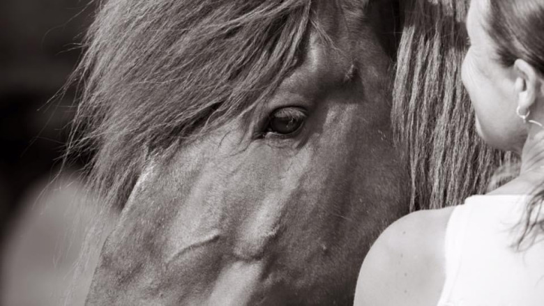 Ellens häst skadades på djursjukhuset – nu tvingas hon betala