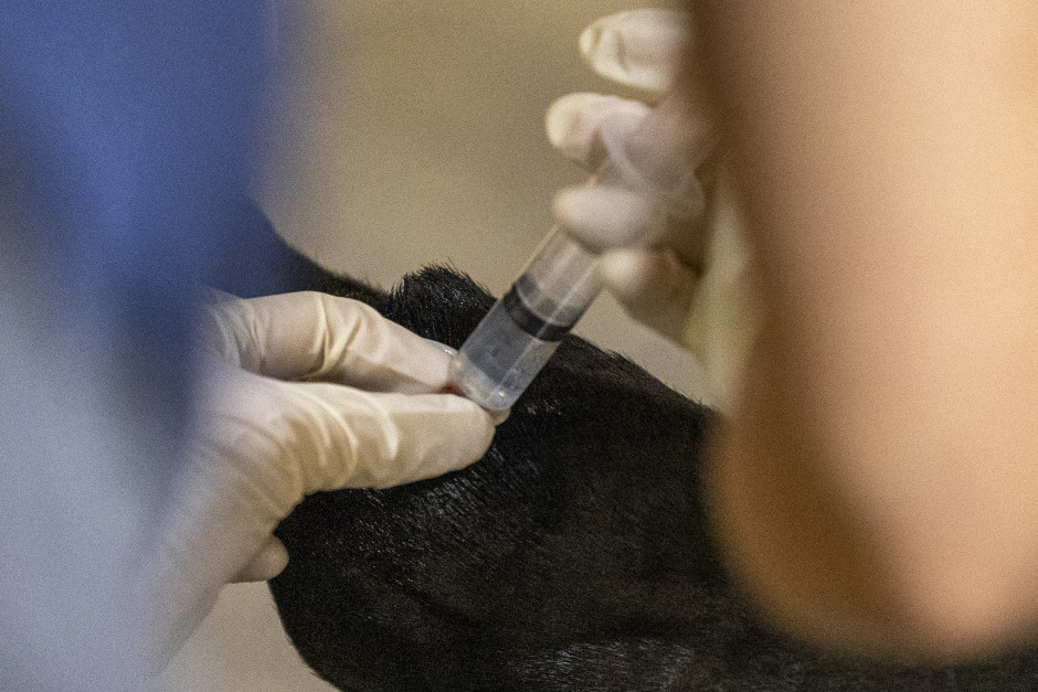 27 ledinjektioner på unghäst – veterinär får erinran för bristande diagnostik