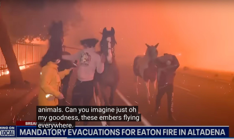 Skogsbränderna i Kalifornien tvingar hästägare till desperata åtgärder