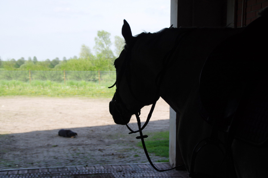 Landslagsryttare anmäld för våld mot hästar