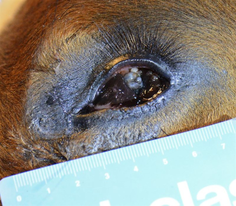 AI kan hjälpa forskare att undersöka ögonsjukdom hos häst
