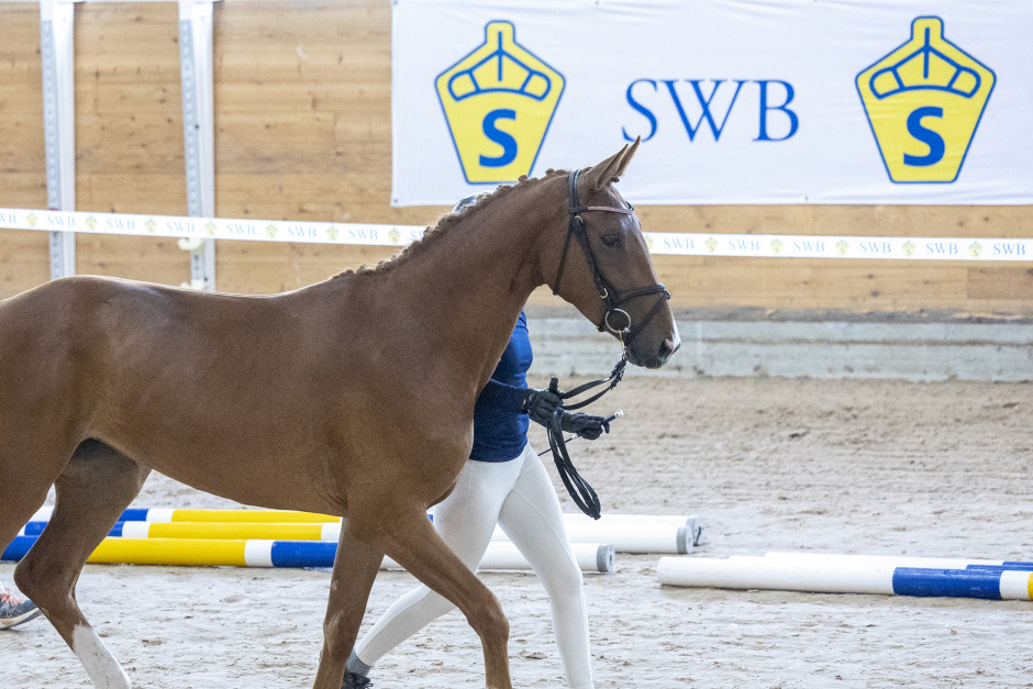 SWB:s visselblåsning dyr men nödvändig