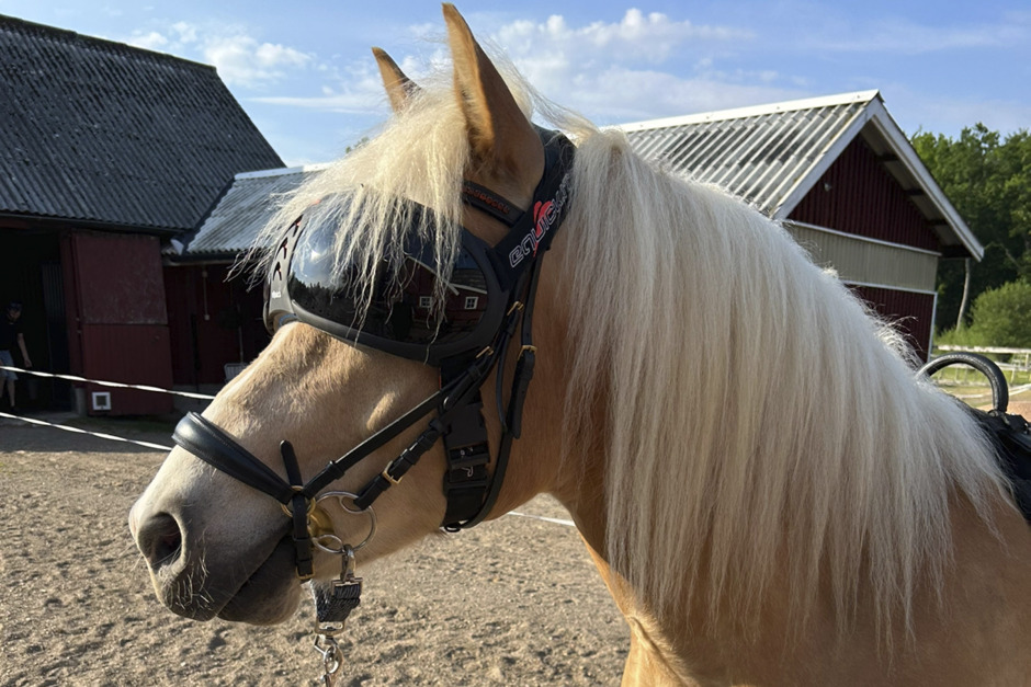 Veterinären: ”Bara jag kommer åt kan jag behandla alla tumörer”