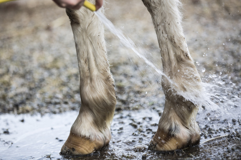 Fyra faktorer som förebygger hälta