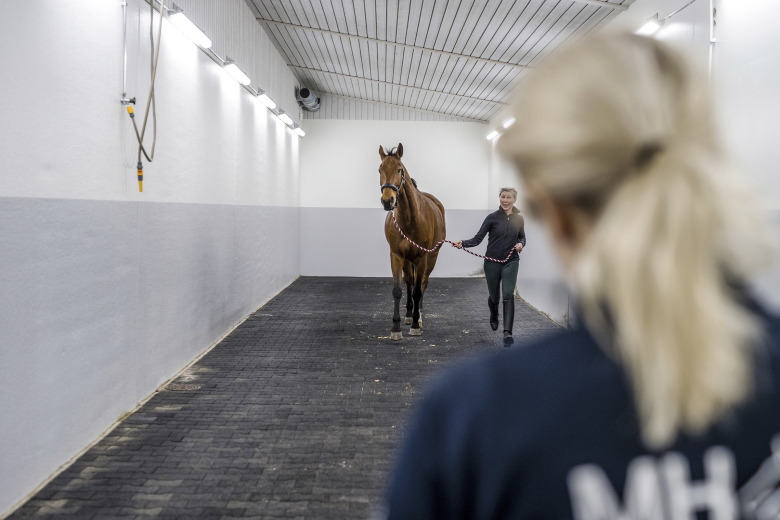 Hältor, skador och dolda problem – därför krävs ett helhetstänk för hästens hållbarhet