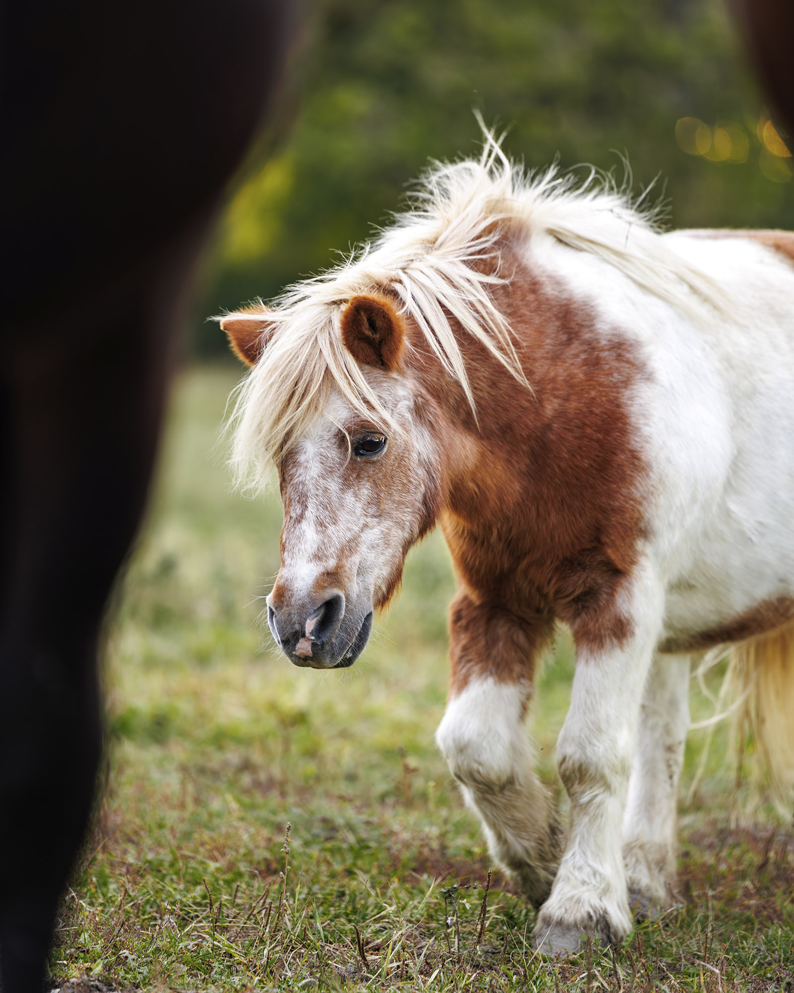 Camilla Och Magnus Eriksson Stall Mvb Eskilstuna Uppf&ouml;dare Foto: Sofie Sk&ouml;ld