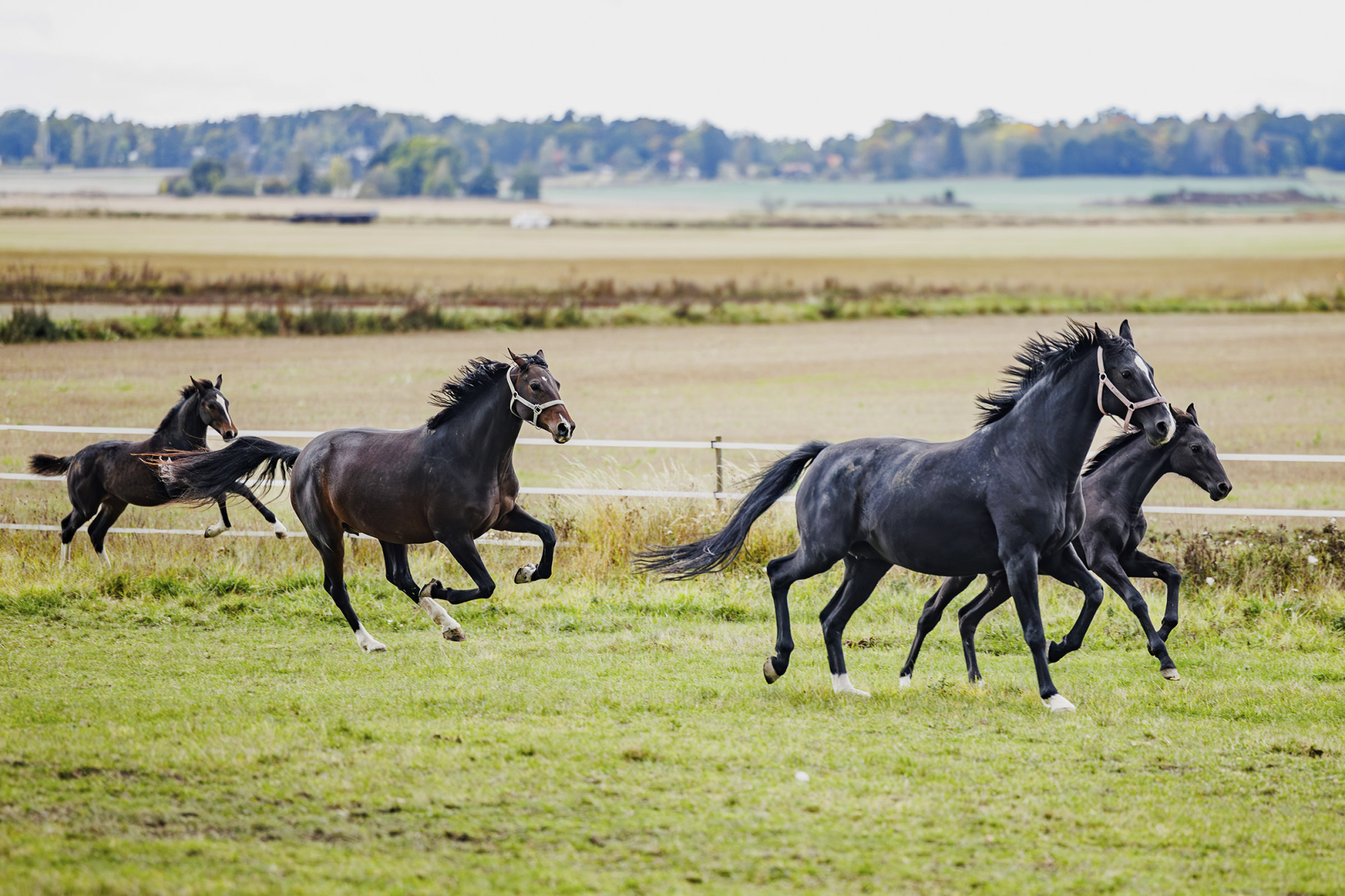 Camilla Och Magnus Eriksson
Stall Mvb Eskilstuna
Uppf&ouml;dare
Foto: Sofie Sk&ouml;ld