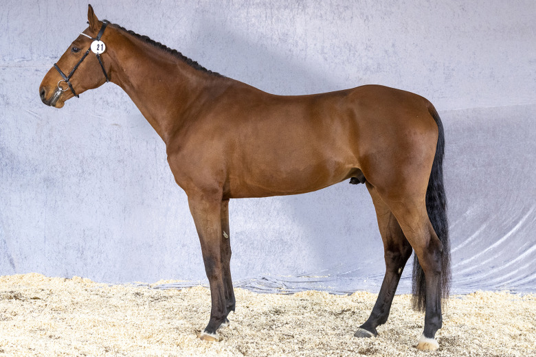 Flera hingstar strukna från bruksprovet