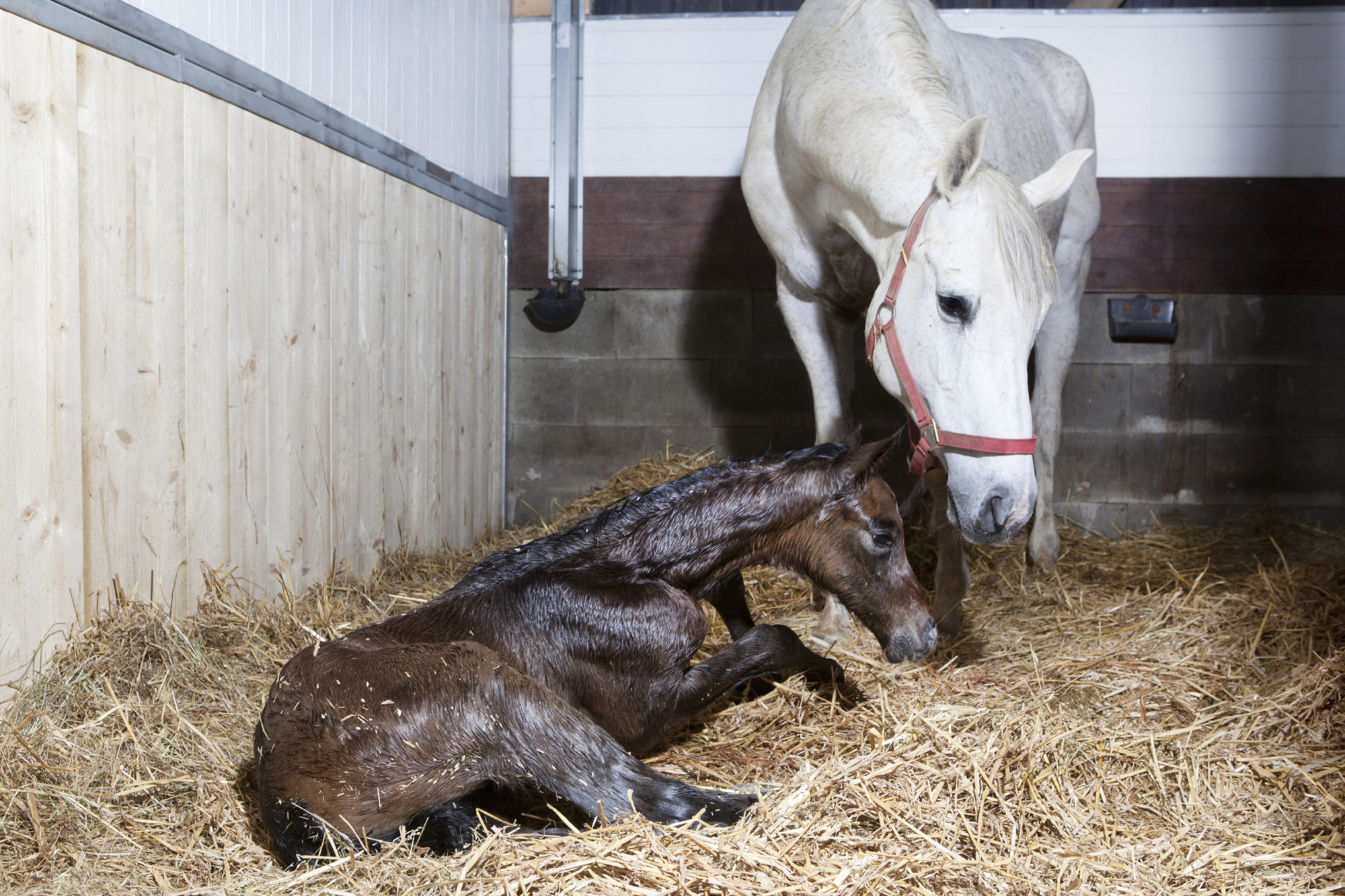 Foal Tries To Get Up