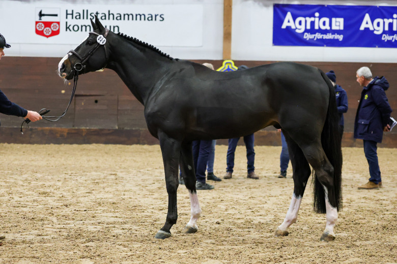 Kvalificerade killars första bedömning på Strömsholm