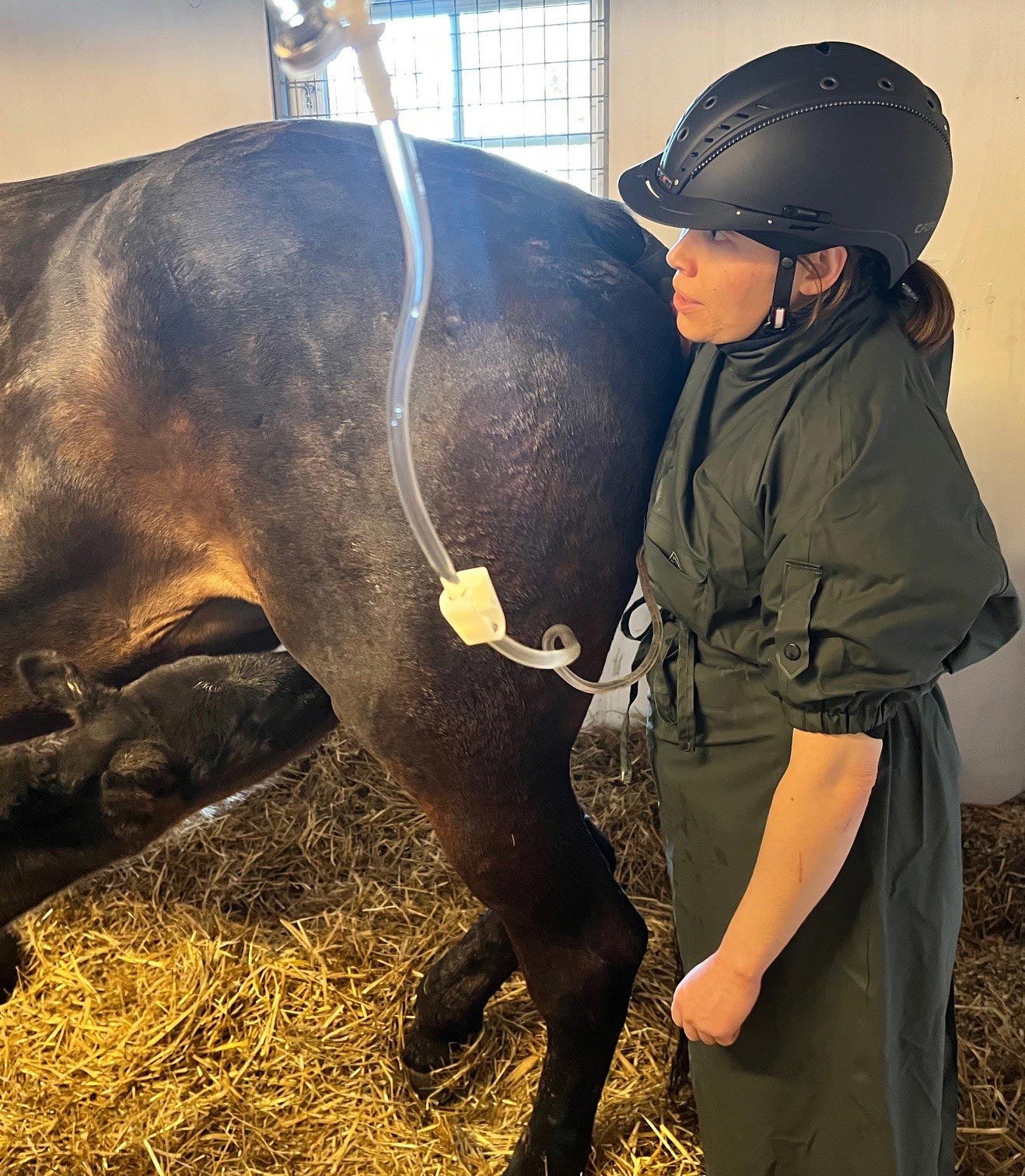 Distriktsveterinarerna_dagenefterkoll