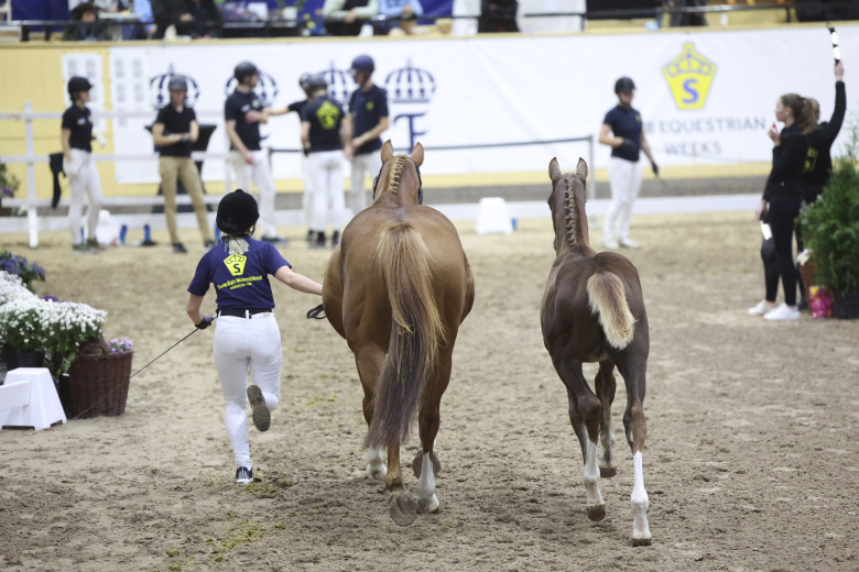 Dubbla elitfölauktioner i höst
