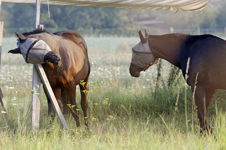 Skydd mot surr – vi har testat flughuvorna som funkar