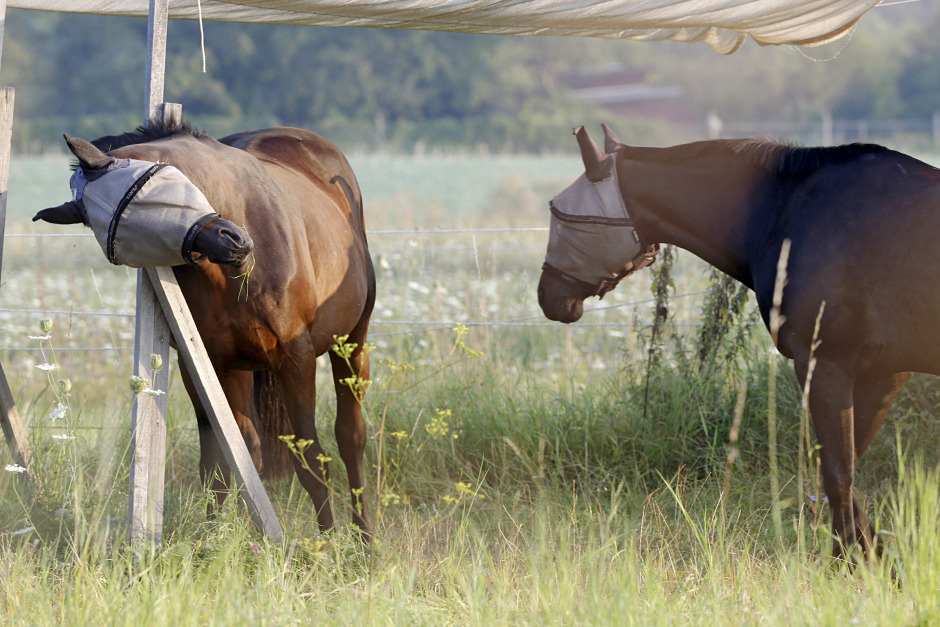 Skydd mot surr – vi har testat flughuvorna som funkar