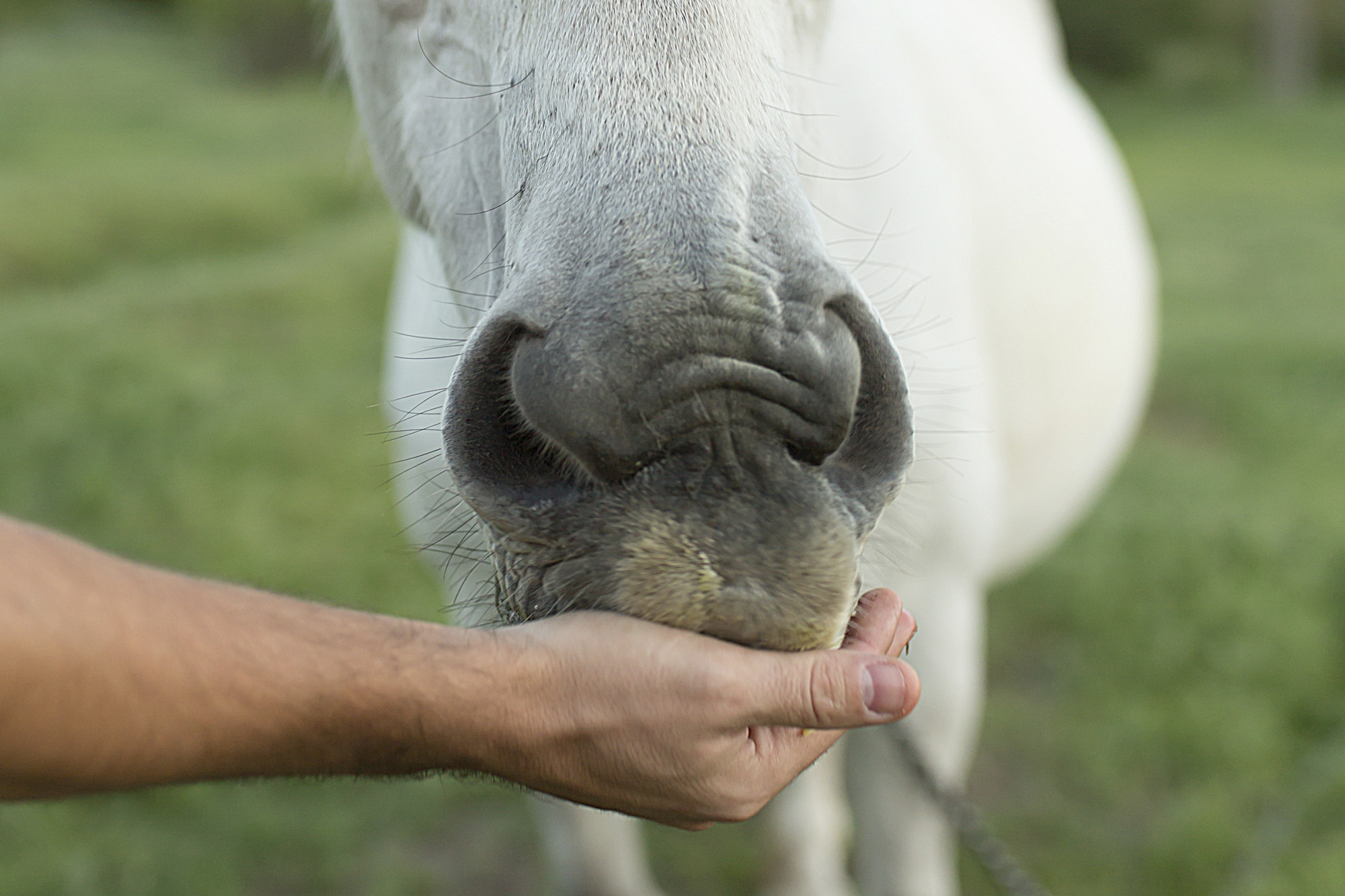 Hand Feeding A White Horse. Horse Nose Close-up