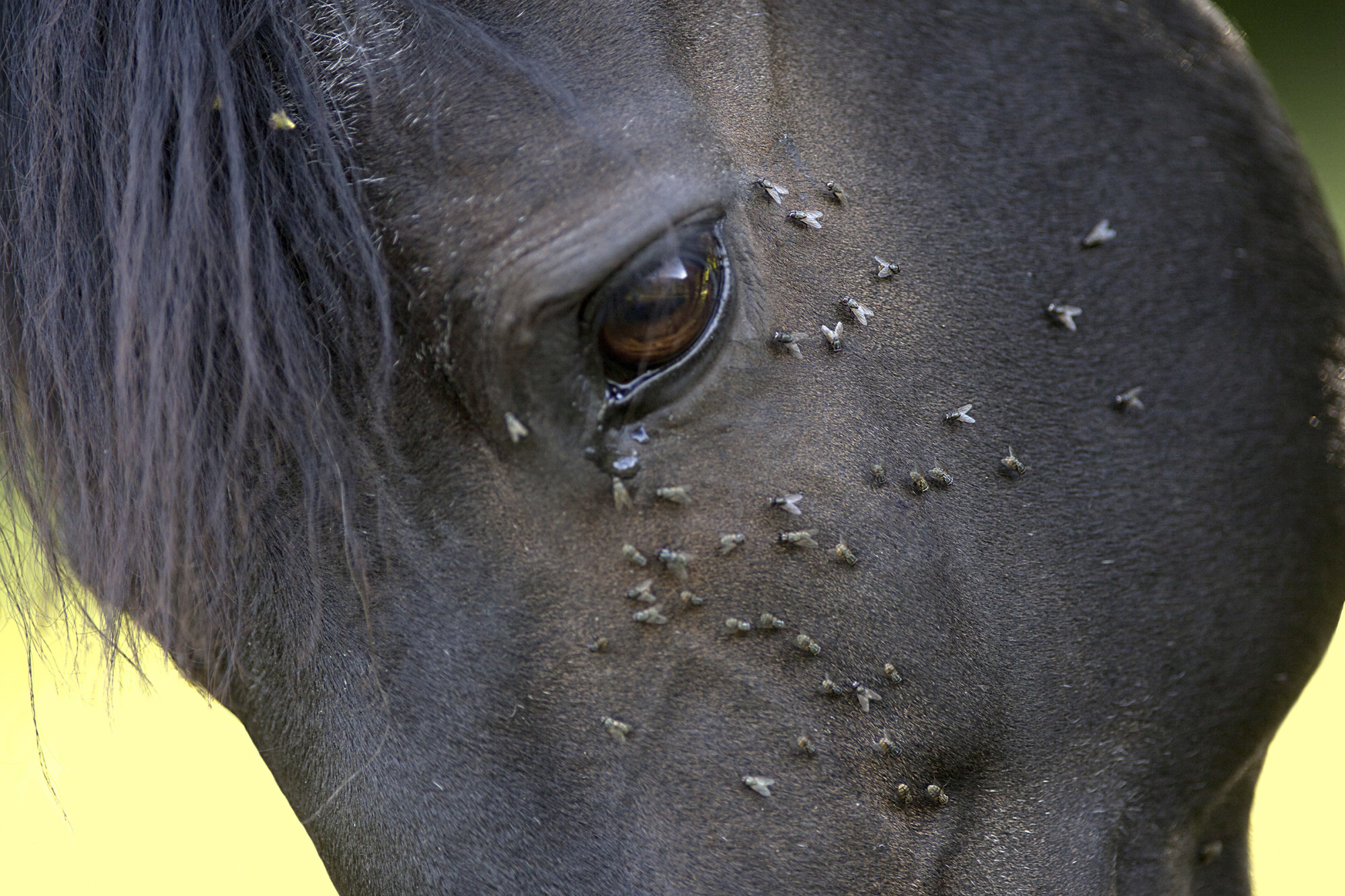 Horse With Lots Of Fly In Face