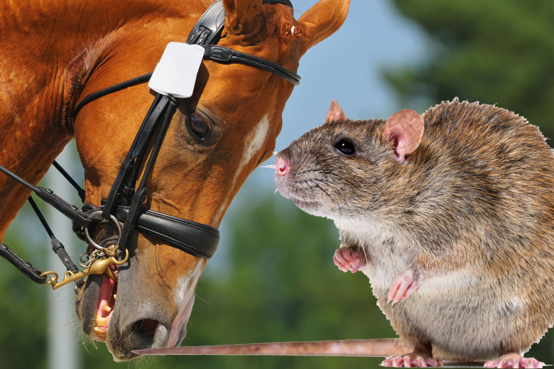 Catharina Hansson: ”Gör inte hästvälfärd till råttan-i-pizzan”