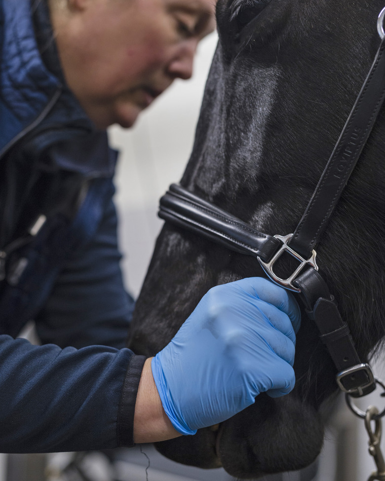 Hästtandläkarna visar vägen framåt