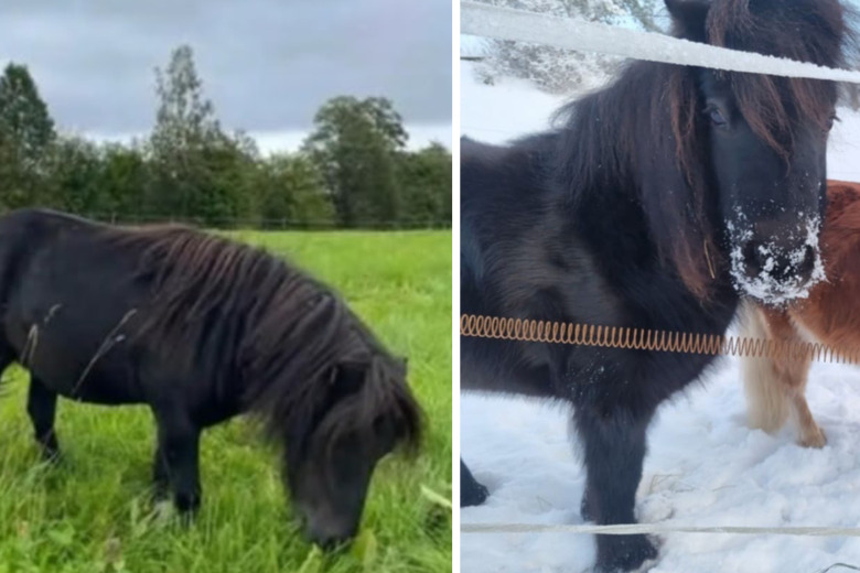 De söker efter shettisen Askungen: ”Lämnar aldrig sin hagkompis”